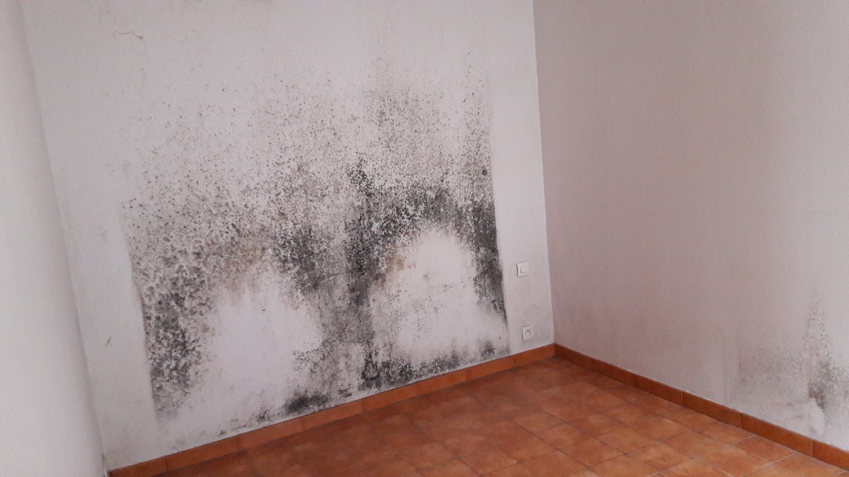 Moisissures - Expertise humidité à Montpellier